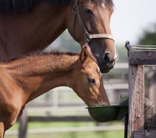 Understanding The Impact Of Seasonal Changes On Mare Nutrition, Breeding & Foal Development