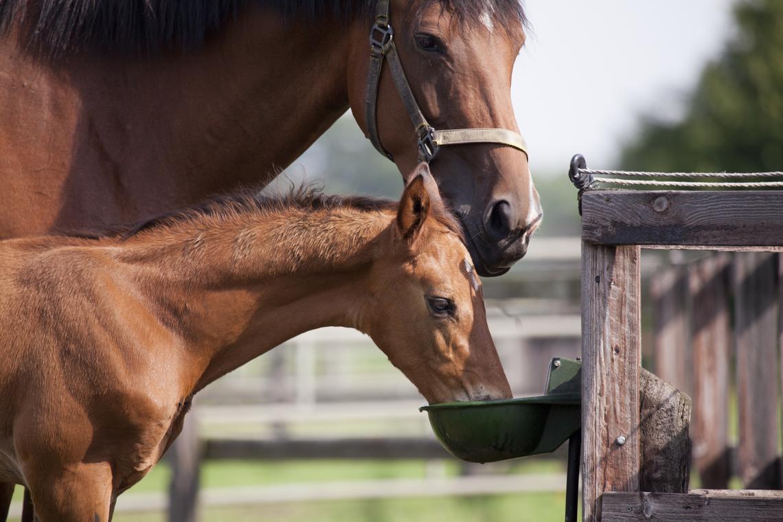 Understanding The Impact Of Seasonal Changes On Mare Nutrition, Breeding & Foal Development