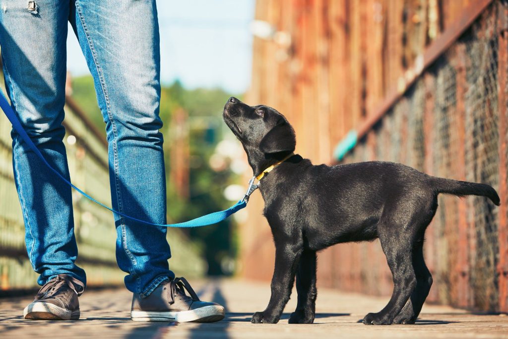 dog training Syracuse
