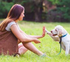 Basic Obedience Training Should Start On Puppyhood