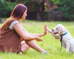 Basic Obedience Training Should Start On Puppyhood