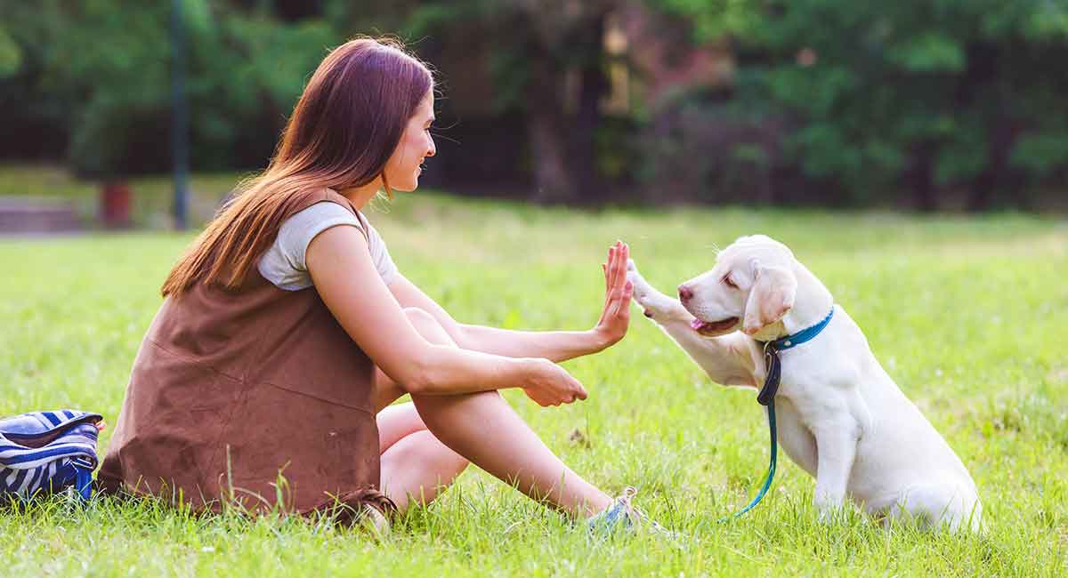 Basic Obedience Training Should Start On Puppyhood