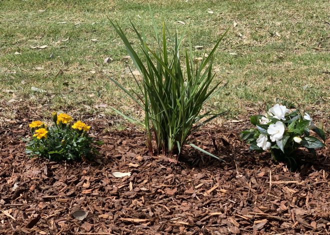 Why Cleveland Residents Trust Professional Bulk Mulch Delivery for Their Outdoor Projects