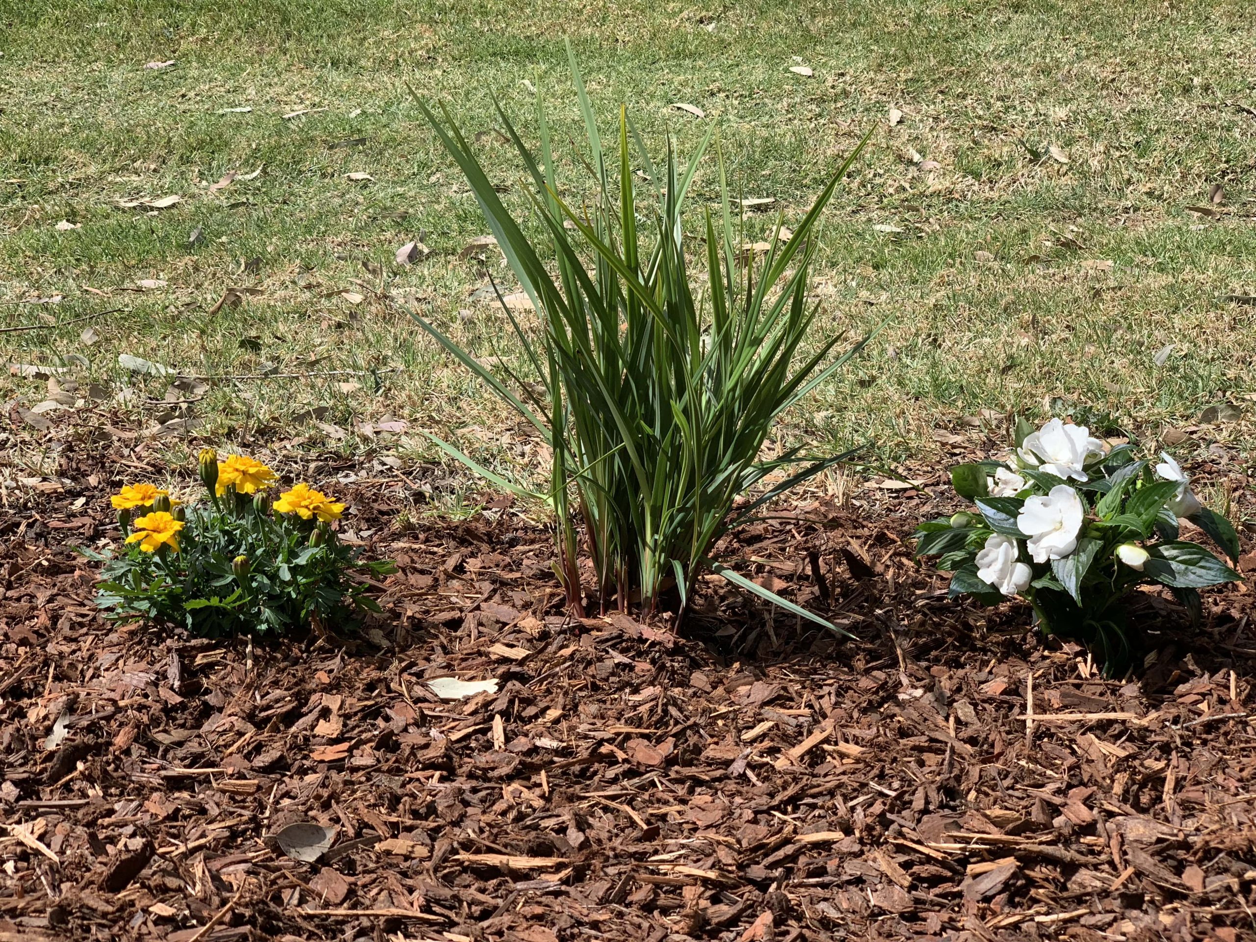 Why Cleveland Residents Trust Professional Bulk Mulch Delivery for Their Outdoor Projects